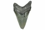 Serrated, Fossil Megalodon Tooth - North Carolina #340874-1
